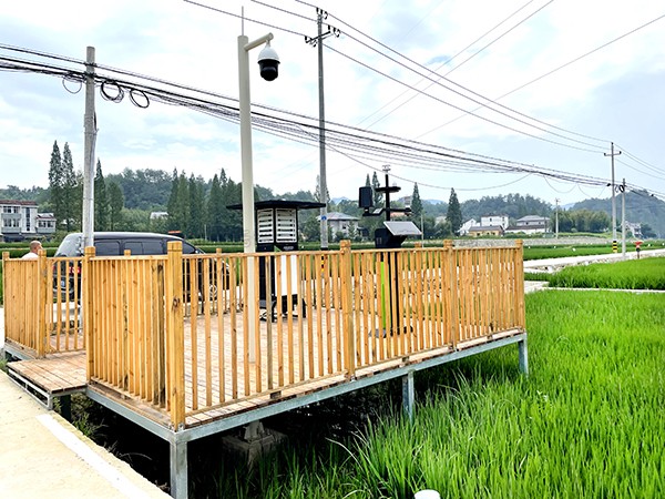 浙江臨安：竹林變稻田，農戶喜開顏