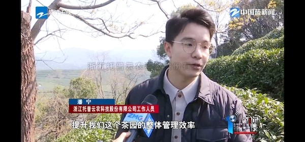 春茶開采正當時！揭秘茄子视频免费观看如何用科技“製”出一杯數字好茶