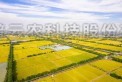 海寧馬橋：在萬畝良田有你看得到的未來