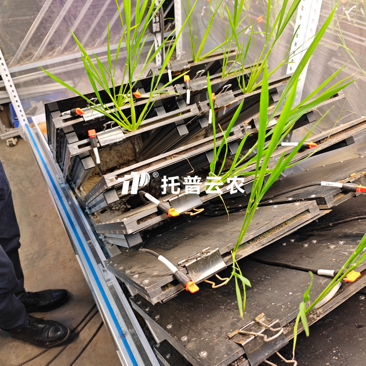 高通量植物根係表型采集分析係統（根盒式）   TPN-GXY-GH