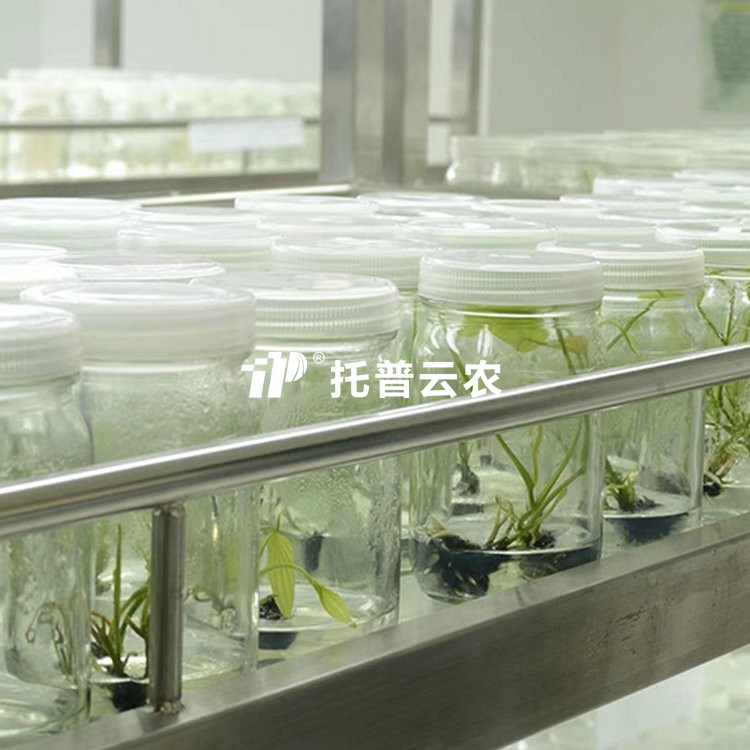 試管苗保存庫/
