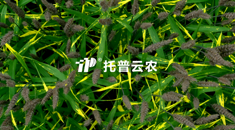 無人車移動式解決方案：田間作物全生育期表型精準監測與解析