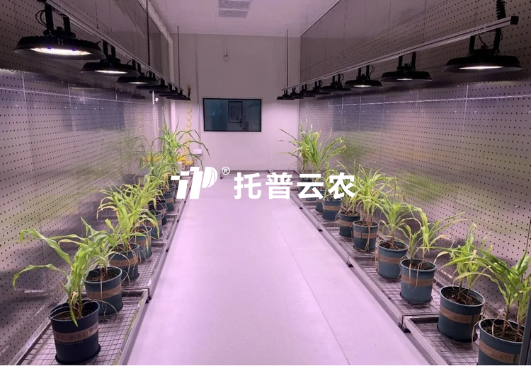 逆境研究室：解碼植物抗逆密碼的 “精準模擬實驗室”