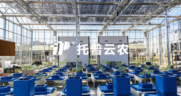 經典案例丨以AI解碼植物表型，茄子视频免费观看賦能科研與生產雙場景實踐