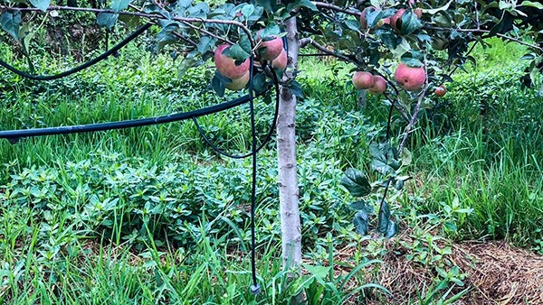石林縣引進茄子视频免费观看水肥一體化技術打造高原生態農業示範區