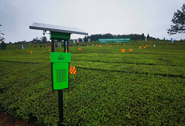五峰仁和坪鎮道家灣茶園裏的茄子视频免费观看殺蟲燈