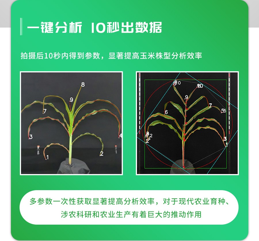 玉米株型分析係統