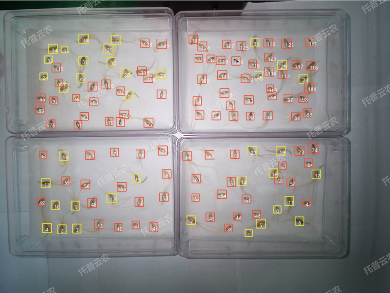 發芽率識別-高通量植物環境調控+高通量茄子污视频网站下载智能萌發鑒定係統.png